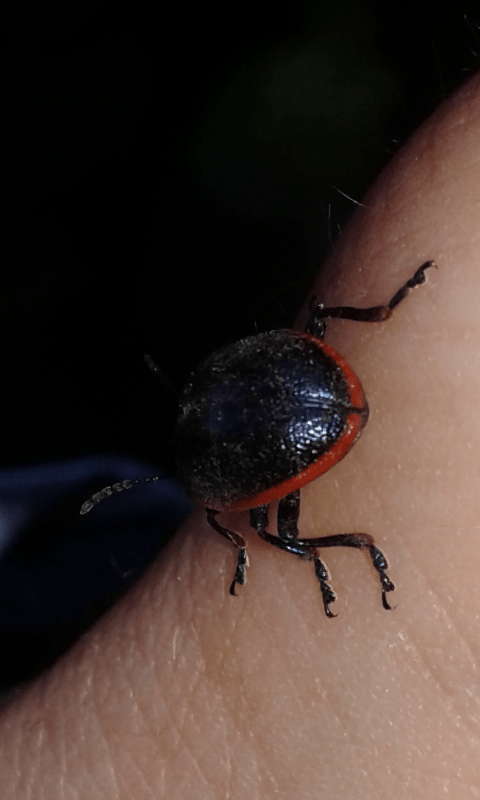 Chrysolina rossia (Chrysomelidae)? S...